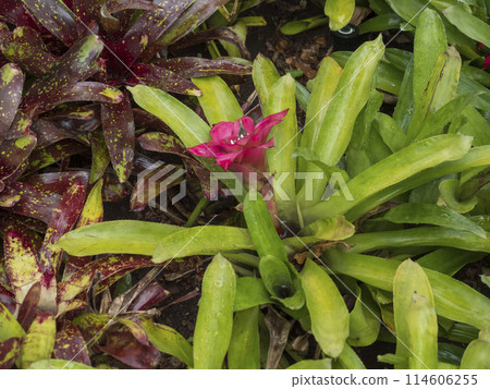 Close up pink bromeliad, Nidularium innocentii belongs to the Bromeliaceae family in Madeira Botanical Garden 114606255