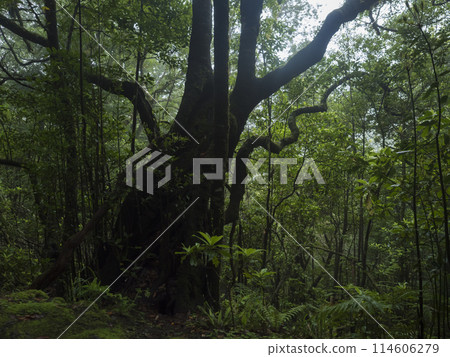 Old laurel tree at wet rainy tropical laurel forest with ferns, moss and stones at Levada Caldeirao Verde and Caldeirao do Inferno hiking trail, Madeira island, Portugal 114606279