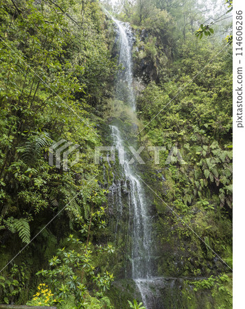 Waterfall in dense tropical laurel forest vegetation with ferns, moss and stones at Levada Caldeirao Verde and Caldeirao do Inferno hiking trail, Madeira island, Portugal Waterfall in dense tropical laurel forest vegetation with ferns, moss and stones at Levada Caldeirao Verde and Caldeirao do Inferno hiking trail, Madeira island, Portugal 114606286