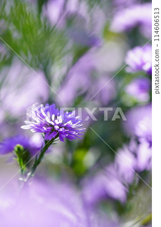Flowers swaying in the breeze 114606513