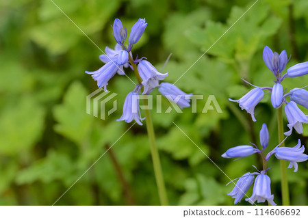 Hyacinthoides 114606692