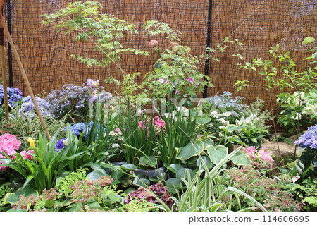Hydrangeas at Hakone Gora Botanical Garden 114606695