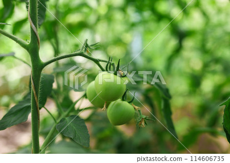 Tomatoes on a branch in a greenhouse closeup Tomatoes on a branch in a greenhouse closeup 114606735