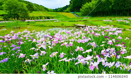 西尾生物接觸村花菖蒲園 114606840
