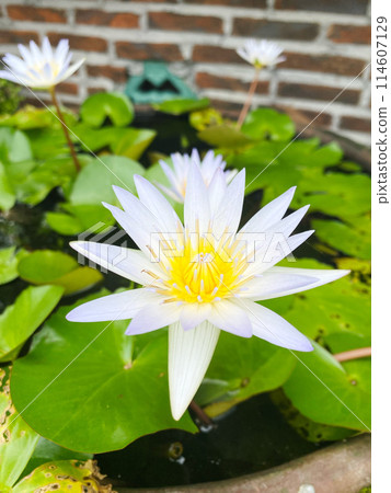 Balinese flower, tropical water lily, water lily Balinese flower, tropical water lily, water lily 114607129