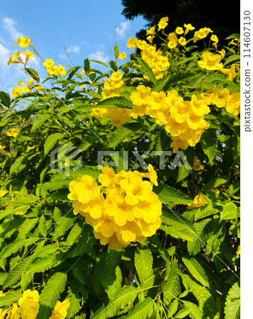 Vietnamese flower, Kinreiju (Golden Bell Tree) 114607130