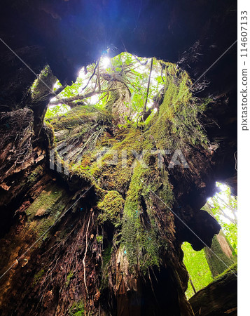 Sunlight filtered through the trees of Yakushima 114607133