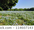Nemophila flower garden 114607143