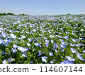 Nemophila in full bloom 114607144