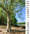 Landscape with Platanus 114607145