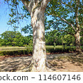 Park with plane trees 114607146