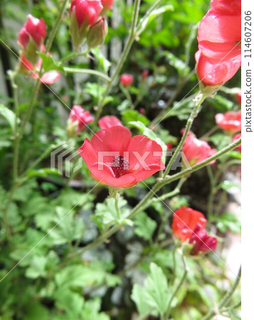 Sphalarcea 114607206