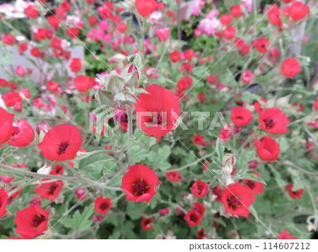 Sphalarcea 114607212