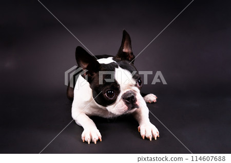 Boston Terrier. Portrait of a dog on a white dark background and chair. Boston Terrier. Portrait of a dog on a white dark background and chair. 114607688