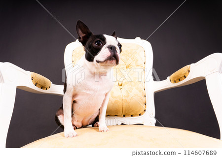Boston Terrier. Portrait of a dog on a white dark background and chair. Boston Terrier. Portrait of a dog on a white dark background and chair. 114607689