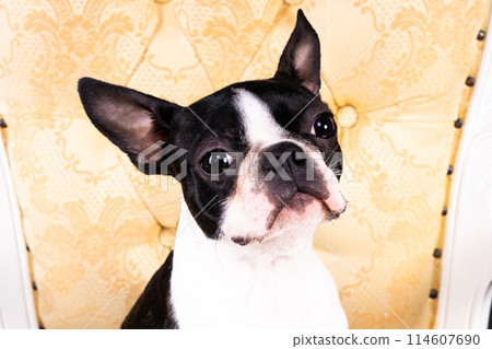 Boston Terrier. Portrait of a dog on a white dark background and chair. 114607690