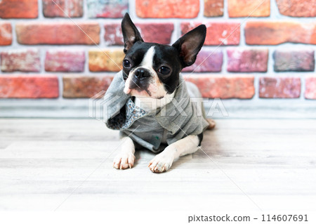 Boston Terrier. Portrait of a dog on a white dark background and chair. Boston Terrier. Portrait of a dog on a white dark background and chair. 114607691