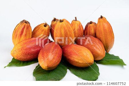 Clean orange color cacao pods 114607752