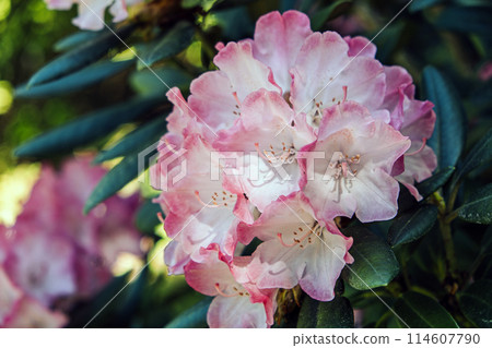 Delicate Pink Rhododendron Blossoms Close-Up 114607790