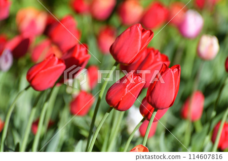 Variety of the ile de france tulip 114607816