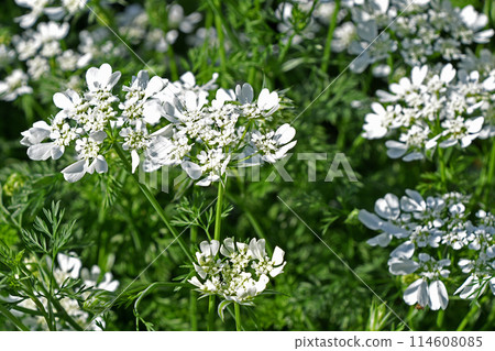 奧爾良·懷特賽 114608085