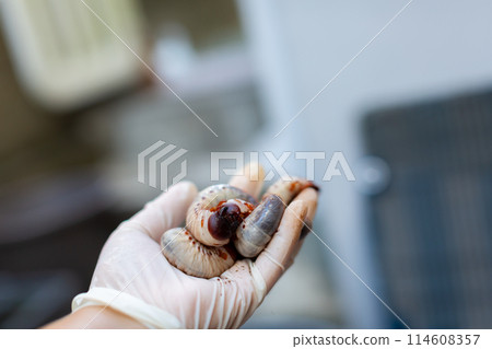 甲蟲飼養墊更換 甲蟲飼養墊更換 114608357