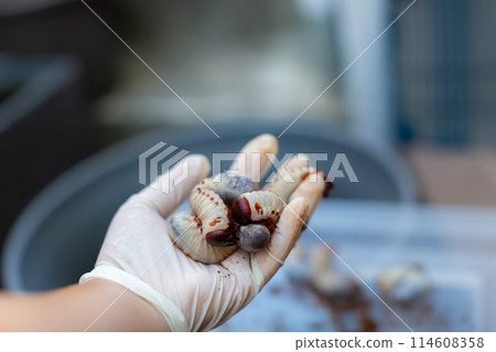 甲蟲飼養墊更換 114608358