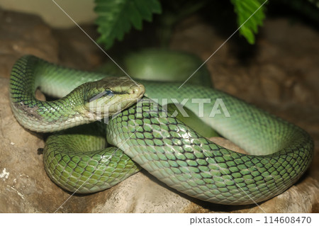 Close up head red tailed rat snake in garden Close up head red tailed rat snake in garden 114608470