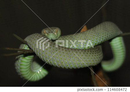 The snake (green pit viper) is rest on the stick tree 114608472