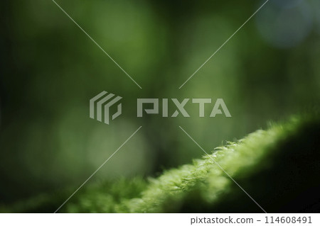 Forest background image Forest background image 114608491