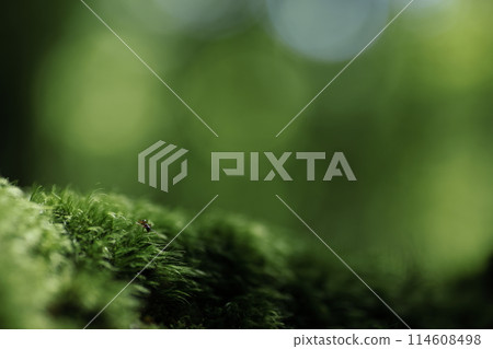 Forest background image Forest background image 114608498