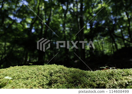 Forest background image Forest background image 114608499