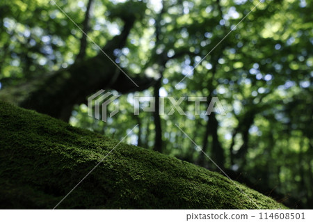 Forest background image Forest background image 114608501