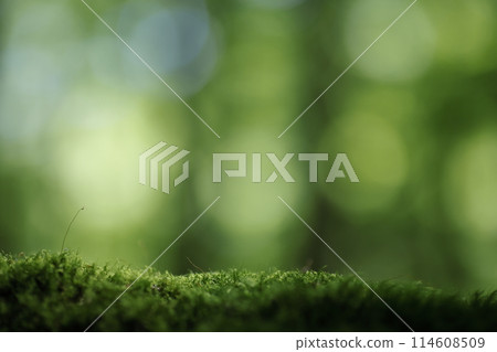 Forest background image 114608509