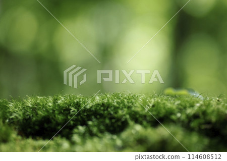 森林背景影像 森林背景影像 114608512