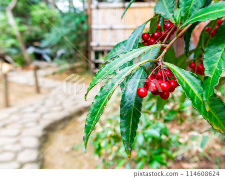 花園裡的冬季特色：鮮紅的萬兩 114608624