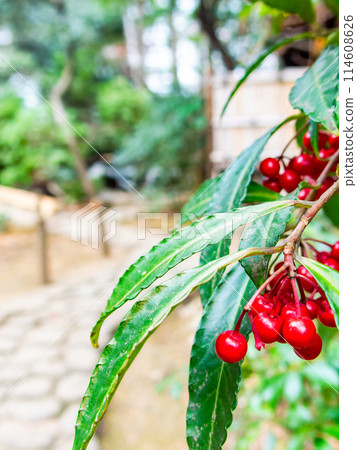 花園裡的冬季特色：鮮紅的萬兩 114608626