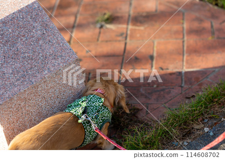 Kaninchen 臘腸犬在園區散步 Kaninchen 臘腸犬在園區散步 114608702