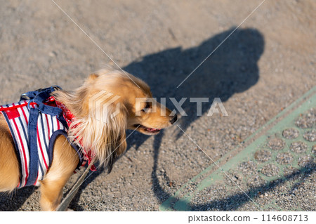 Kaninchen Dachshund walking in the park 114608713