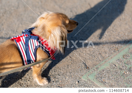 Kaninchen Dachshund walking in the park 114608714