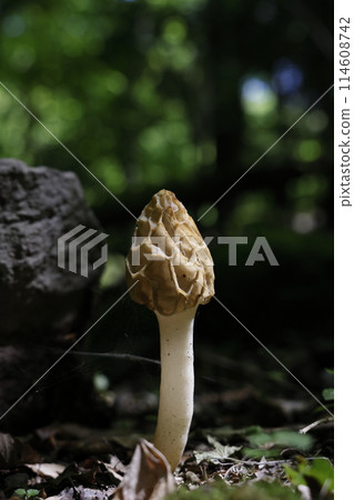 Morels growing in the forest Morels growing in the forest 114608742