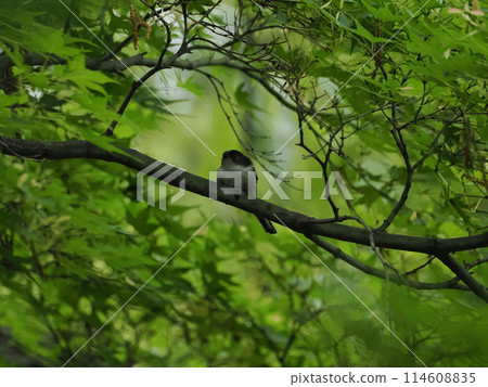 一隻年輕的長尾山雀在森林裡等待它的父母 一隻年輕的長尾山雀在森林裡等待它的父母 114608835