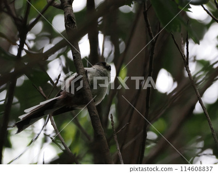 A long-tailed tit watching the situation from between the branches of a tree A long-tailed tit watching the situation from between the branches of a tree 114608837