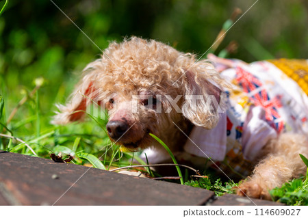 Old Toy Poodle Red Pet Dog Old Toy Poodle Red Pet Dog 114609027