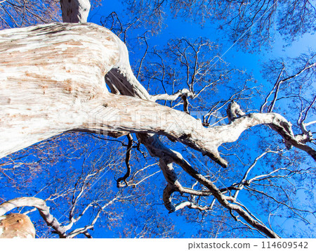 A dynamic giant Lagerstroemia indicum tree shining against the blue winter sky 114609542
