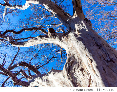 A dynamic giant Lagerstroemia indicum tree shining against the blue winter sky 114609550