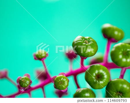 可愛的小花 可愛的小花 114609793