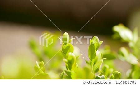 春天新綠季節裡,嫩葉茂密的風景 春天新綠季節裡,嫩葉茂密的風景 114609795
