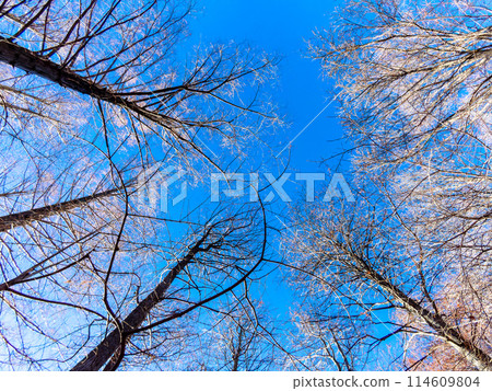 一棵巨大的、充滿活力的樂書樹在藍色冬日的天空下熠熠生輝 114609804