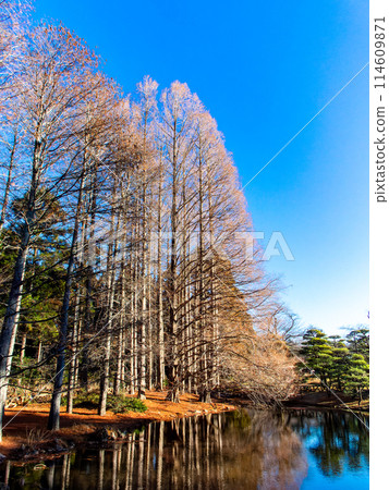 A winter grove of bald cypress trees by the lake, shining against the blue sky 114609871